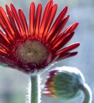 Judith Taylor - The hairy gerbera - Projim - C