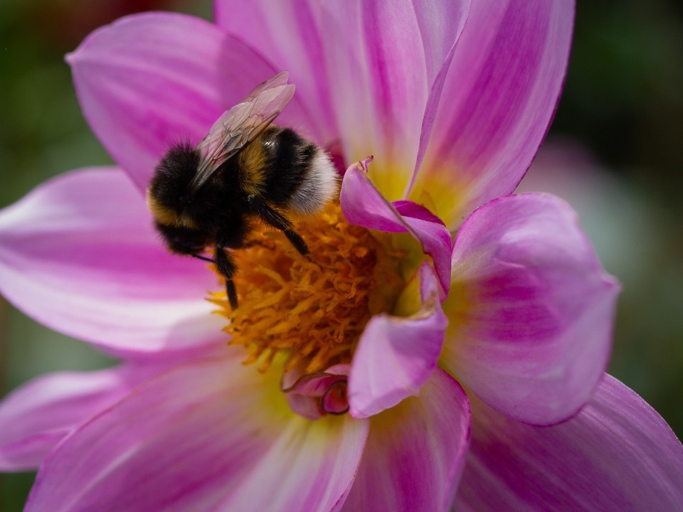 2026 February: Macro | Wairarapa Camera Club