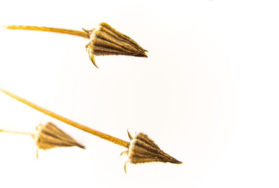 2026 February: Macro | Wairarapa Camera Club